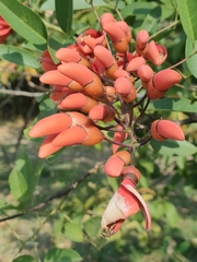 Erythrina crista-galli