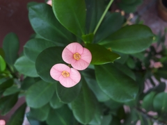 Euphorbia milii