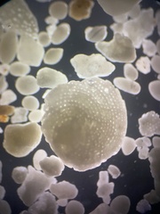Foraminifera
