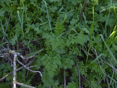 Anthriscus caucalis