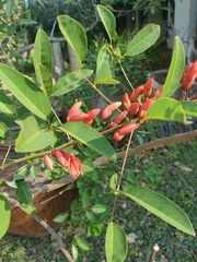 Erythrina crista-galli