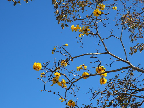 Handroanthus ochraceus - Whole tree