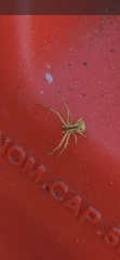 Sidymella trapezia