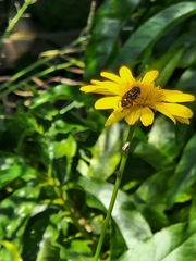 Eristalinus punctulatus