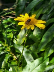 Eristalinus punctulatus