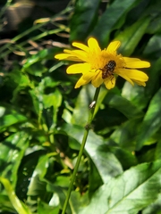 Eristalinus punctulatus