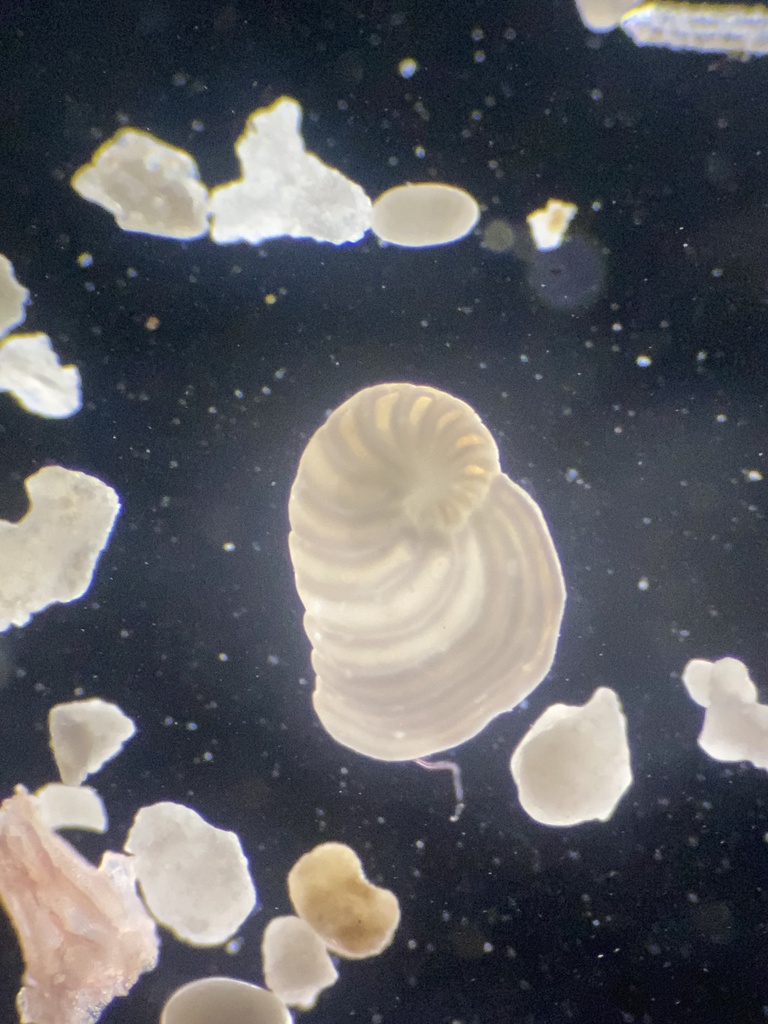 Peneroplis proteus