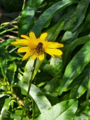 Eristalinus punctulatus