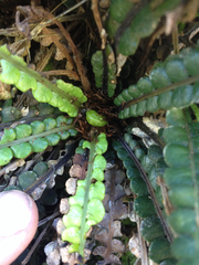 Blechnum blechnoides