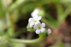 Plagiobothrys collinus ursinus