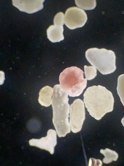 Lituolida