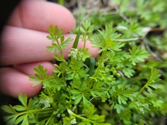 Ammoselinum butleri