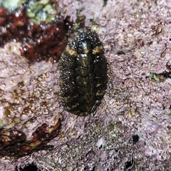 Mopalioidea