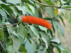 Combretum farinosum