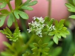 Ammoselinum butleri