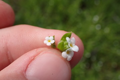 Plagiobothrys collinus ursinus
