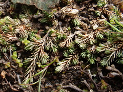 Selaginella cinerascens