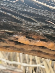 Fusicolla merismoides