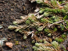 Selaginella cinerascens