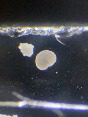 Elphidiidae