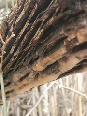 Fusicolla merismoides