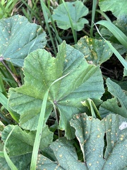 Puccinia malvacearum