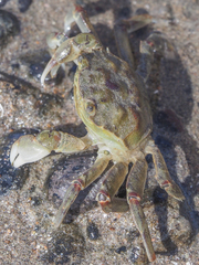 Cyrtograpsus angulatus