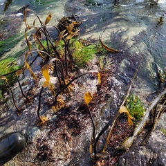 Laminaria setchellii