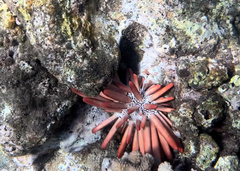 Heterocentrotus mamillatus