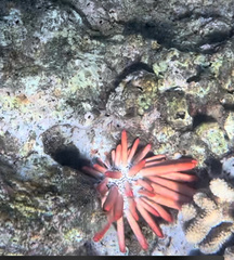 Heterocentrotus mamillatus
