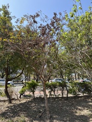 Lagerstroemia subcostata