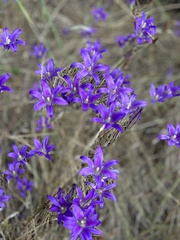 Brodiaea elegans