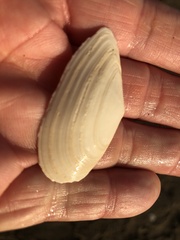 Megangulus bodegensis