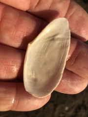 Megangulus bodegensis
