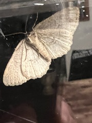 Melanolophia signataria