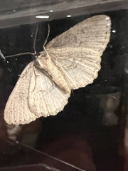 Melanolophia signataria