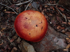 Exsudoporus