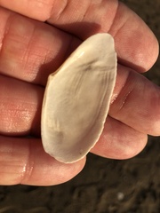 Megangulus bodegensis