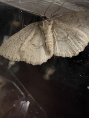 Melanolophia signataria