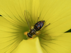 Toxomerus marginatus