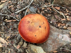 Exsudoporus