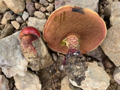 Exsudoporus