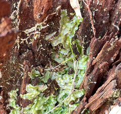 Pallavicinia lyellii