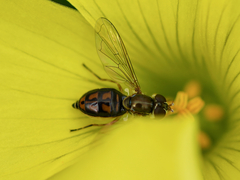 Toxomerus marginatus