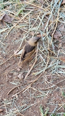 Pseudonigrita arnaudi