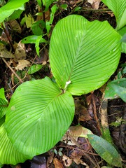 Goeppertia granvillei