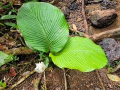 Goeppertia granvillei