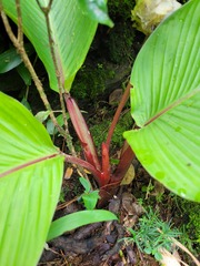 Goeppertia granvillei