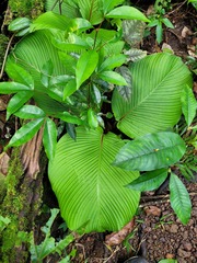 Goeppertia granvillei