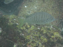 Kyphosus azureus